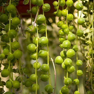 String of Pearls